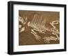 Pelycosaur fossil found in Texas-Kevin Schafer-Framed Photographic Print