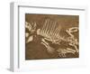 Pelycosaur fossil found in Texas-Kevin Schafer-Framed Photographic Print