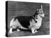 Pembroke Welsh Corgi CH Belroyd Jacana-null-Stretched Canvas