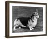 Pembroke Welsh Corgi CH Belroyd Jacana-null-Framed Photographic Print