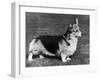 Pembroke Welsh Corgi CH Belroyd Jacana-null-Framed Photographic Print