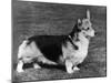 Pembroke Welsh Corgi CH Belroyd Jacana-null-Mounted Photographic Print