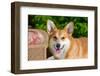 Pembroke Welsh Corgi Portrait-Zandria Muench Beraldo-Framed Photographic Print