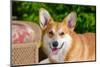 Pembroke Welsh Corgi Portrait-Zandria Muench Beraldo-Mounted Photographic Print