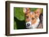 Pembroke Welsh Corgi Puppy Looking Up at You-Zandria Muench Beraldo-Framed Photographic Print
