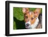 Pembroke Welsh Corgi Puppy Looking Up at You-Zandria Muench Beraldo-Framed Photographic Print