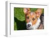 Pembroke Welsh Corgi Puppy Looking Up at You-Zandria Muench Beraldo-Framed Photographic Print