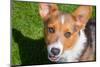 Pembroke Welsh Corgi Puppy Looking Up at You-Zandria Muench Beraldo-Mounted Photographic Print