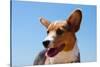 Pembroke Welsh Corgi Puppy Portrait-Zandria Muench Beraldo-Stretched Canvas