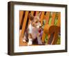 Pembroke Welsh Corgi Puppy Sitting in Wooden Park Bench-Zandria Muench Beraldo-Framed Photographic Print