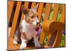 Pembroke Welsh Corgi Puppy Sitting in Wooden Park Bench-Zandria Muench Beraldo-Mounted Photographic Print