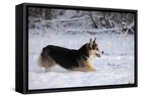 Pembroke Welsh Corgi Running Through the Snow-null-Framed Stretched Canvas