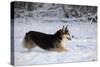 Pembroke Welsh Corgi Running Through the Snow-null-Stretched Canvas