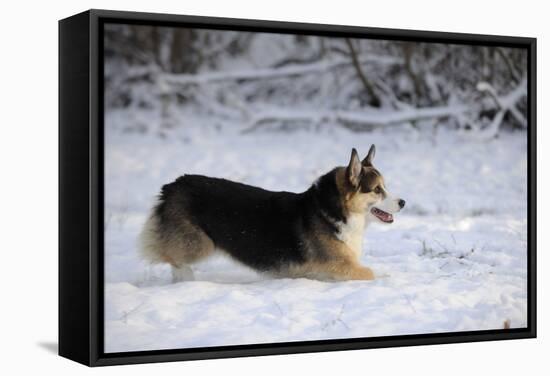 Pembroke Welsh Corgi Running Through the Snow-null-Framed Stretched Canvas