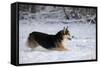 Pembroke Welsh Corgi Running Through the Snow-null-Framed Stretched Canvas