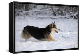 Pembroke Welsh Corgi Running Through the Snow-null-Framed Stretched Canvas