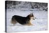 Pembroke Welsh Corgi Running Through the Snow-null-Stretched Canvas