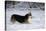 Pembroke Welsh Corgi Running Through the Snow-null-Stretched Canvas