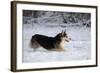 Pembroke Welsh Corgi Running Through the Snow-null-Framed Photographic Print