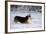 Pembroke Welsh Corgi Running Through the Snow-null-Framed Photographic Print