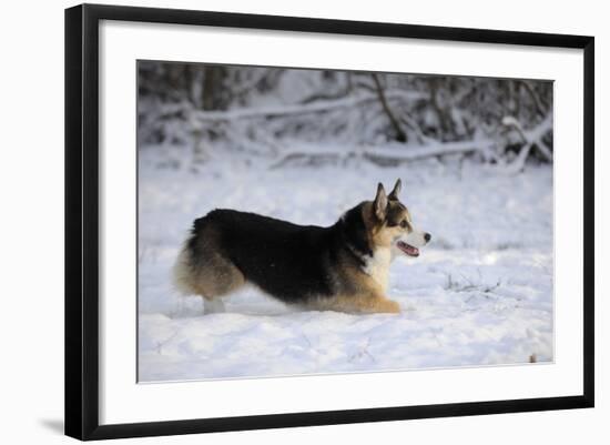 Pembroke Welsh Corgi Running Through the Snow-null-Framed Photographic Print