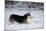 Pembroke Welsh Corgi Running Through the Snow-null-Mounted Photographic Print