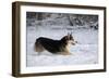 Pembroke Welsh Corgi Running Through the Snow-null-Framed Photographic Print