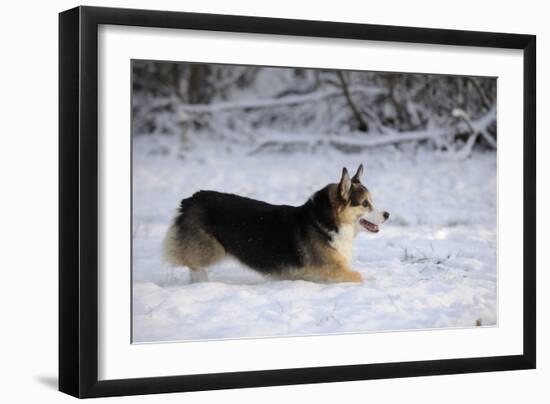 Pembroke Welsh Corgi Running Through the Snow-null-Framed Photographic Print