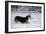 Pembroke Welsh Corgi Running Through the Snow-null-Framed Photographic Print