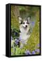 Pembroke Welsh Corgi Sitting Between Tree Trunks-null-Framed Stretched Canvas