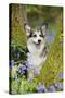 Pembroke Welsh Corgi Sitting Between Tree Trunks-null-Stretched Canvas