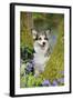 Pembroke Welsh Corgi Sitting Between Tree Trunks-null-Framed Photographic Print