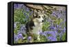 Pembroke Welsh Corgi Sitting in Bluebells-null-Framed Stretched Canvas