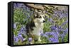 Pembroke Welsh Corgi Sitting in Bluebells-null-Framed Stretched Canvas