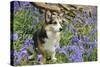 Pembroke Welsh Corgi Sitting in Bluebells-null-Stretched Canvas