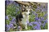 Pembroke Welsh Corgi Sitting in Bluebells-null-Stretched Canvas