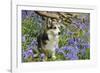 Pembroke Welsh Corgi Sitting in Bluebells-null-Framed Photographic Print