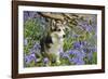 Pembroke Welsh Corgi Sitting in Bluebells-null-Framed Photographic Print