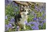 Pembroke Welsh Corgi Sitting in Bluebells-null-Mounted Photographic Print