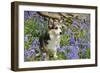 Pembroke Welsh Corgi Sitting in Bluebells-null-Framed Photographic Print