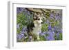 Pembroke Welsh Corgi Sitting in Bluebells-null-Framed Photographic Print