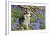 Pembroke Welsh Corgi Sitting in Bluebells-null-Framed Photographic Print