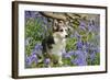 Pembroke Welsh Corgi Sitting in Bluebells-null-Framed Photographic Print