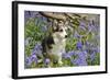 Pembroke Welsh Corgi Sitting in Bluebells-null-Framed Photographic Print