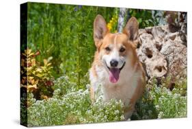 Pembroke Welsh Corgi Sitting in Garden in Garden-Zandria Muench Beraldo-Stretched Canvas