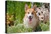 Pembroke Welsh Corgi Sitting in Garden in Garden-Zandria Muench Beraldo-Stretched Canvas