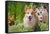 Pembroke Welsh Corgi Sitting in Garden in Garden-Zandria Muench Beraldo-Framed Stretched Canvas