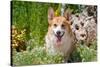 Pembroke Welsh Corgi Sitting in Garden in Garden-Zandria Muench Beraldo-Stretched Canvas