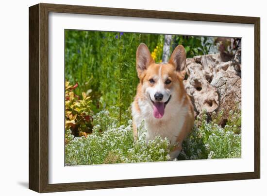 Pembroke Welsh Corgi Sitting in Garden in Garden-Zandria Muench Beraldo-Framed Photographic Print