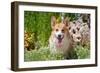 Pembroke Welsh Corgi Sitting in Garden in Garden-Zandria Muench Beraldo-Framed Photographic Print